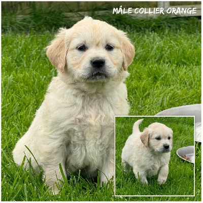 Les chiots de Golden Retriever