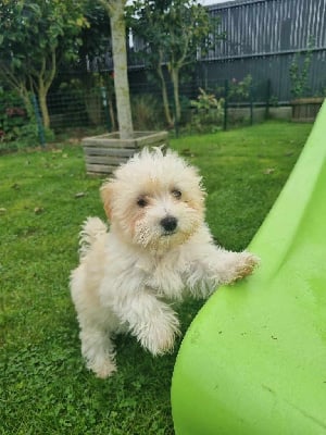 Violette - Bichon Havanais