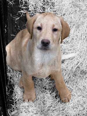 Les chiots de Labrador Retriever