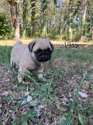 Les chiots de Carlin