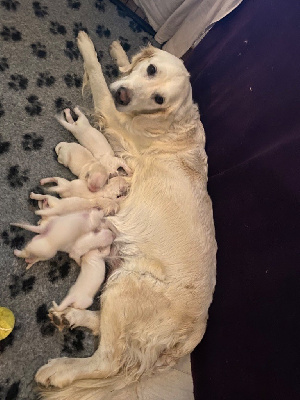 Les chiots de Golden Retriever