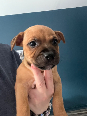 Les chiots de Staffordshire Bull Terrier