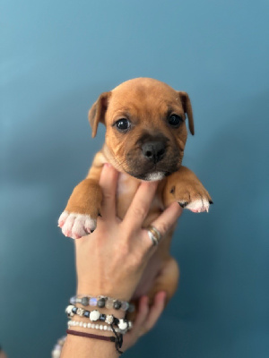 Les chiots de Staffordshire Bull Terrier