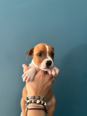 Les chiots de Staffordshire Bull Terrier