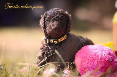 Les chiots de Caniche