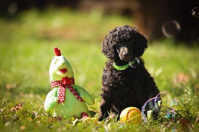 Les chiots de Caniche