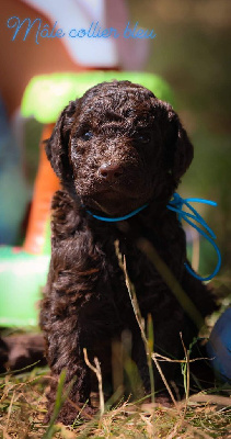 Les chiots de Caniche