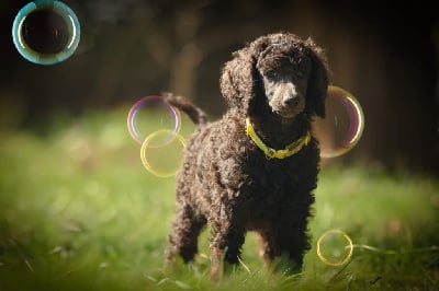 Les chiots de Caniche