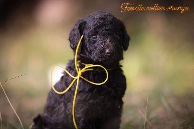 Les chiots de Caniche