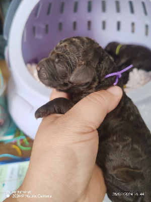 Les chiots de Caniche