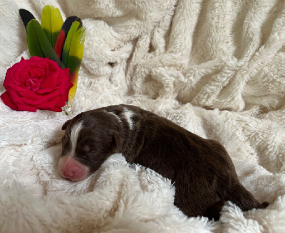 Les chiots de Berger Australien