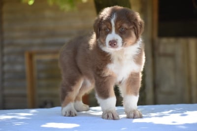 Les chiots de Berger Australien