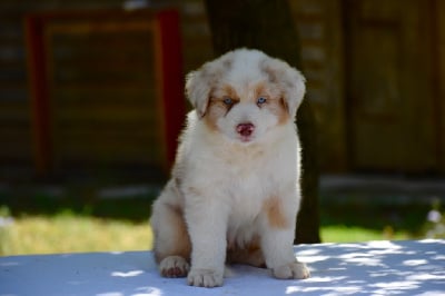 Les chiots de Berger Australien