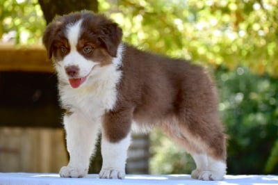 Les chiots de Berger Australien