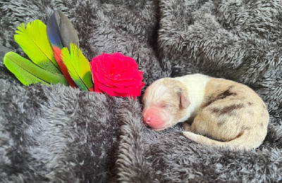 Les chiots de Berger Australien