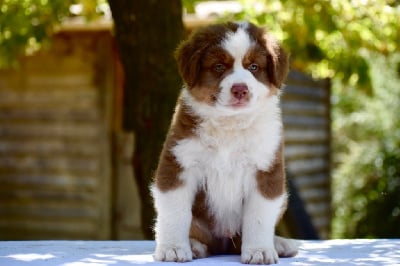 Les chiots de Berger Australien