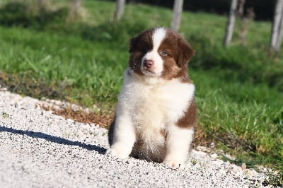 Les chiots de Berger Américain Miniature 