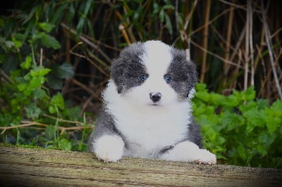 Les chiots de Berger Américain Miniature 