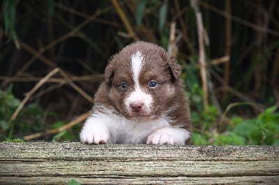 Les chiots de Berger Américain Miniature 