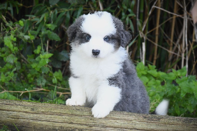 Les chiots de Berger Américain Miniature 