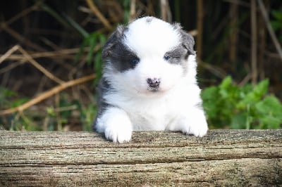 Les chiots de Berger Américain Miniature 