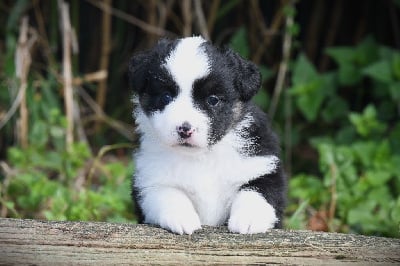 Les chiots de Berger Américain Miniature 