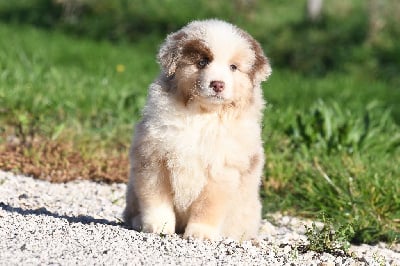 Les chiots de Berger Américain Miniature 