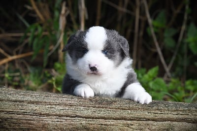 Les chiots de Berger Américain Miniature 