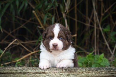 Les chiots de Berger Américain Miniature 