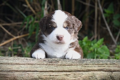 Les chiots de Berger Américain Miniature 