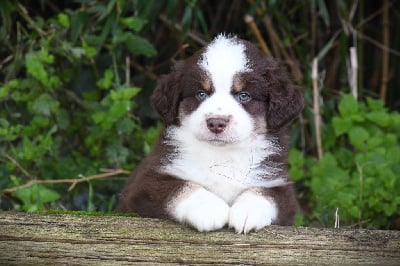 Les chiots de Berger Américain Miniature 