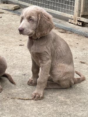 Les chiots de Braque de Weimar