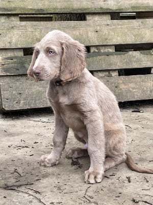 Les chiots de Braque de Weimar