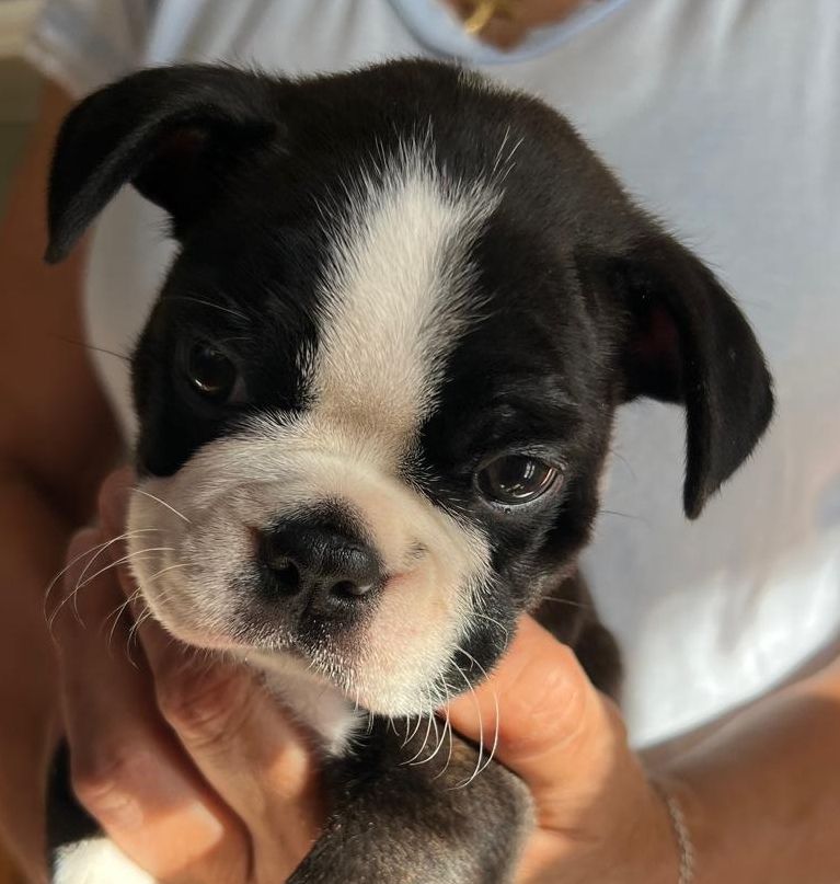 Vegan- CHIOT 5 - Boston Terrier