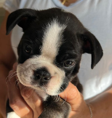 Les chiots de Boston Terrier