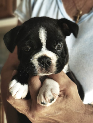 Les chiots de Boston Terrier