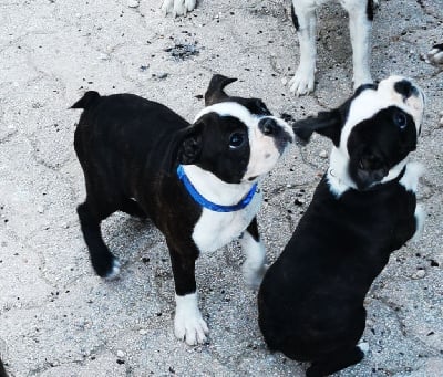 Les chiots de Boston Terrier