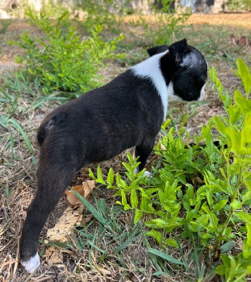 Les chiots de Boston Terrier