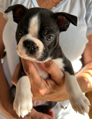 Les chiots de Boston Terrier