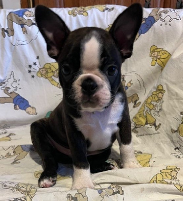 Les chiots de Boston Terrier