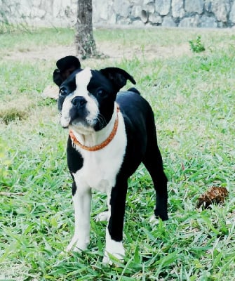 Les chiots de Boston Terrier