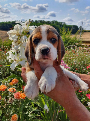 Les chiots de Beagle