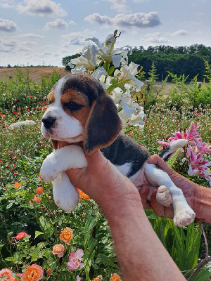 Les chiots de Beagle