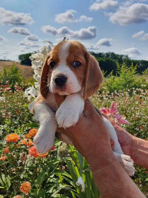 Les chiots de Beagle