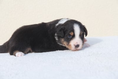 Les chiots de Berger Américain Miniature 