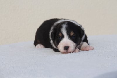 Les chiots de Berger Américain Miniature 