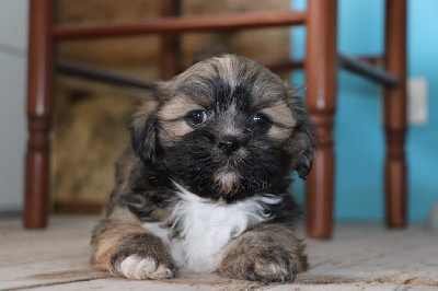 Les chiots de Lhassa Apso