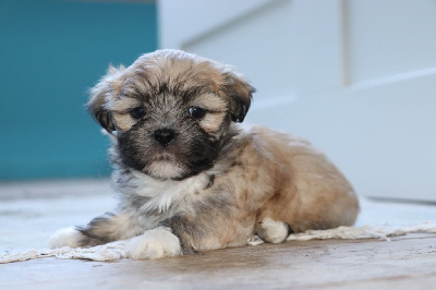 Les chiots de Lhassa Apso