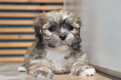 Les chiots de Lhassa Apso