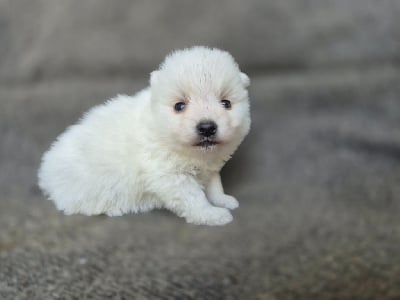 Les chiots de Spitz japonais